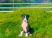 Border Collie Puppies for sale