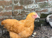 3 buff Orpington's