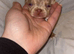 Beautiful French bulldog litter