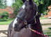 14hh Smokey Black Full Connemara Mare PROJECT
