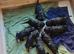 Beautiful black cockerpoo pups