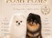 RARE DOLL TEDDY KOREAN PUPPIES