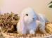 Friendliest MiniLop babies ready now