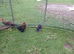 Pekin Bantams for sale