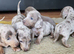 Mini dapple pups for sale