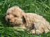 Cute Poochon Puppies ready for a new home!!