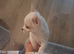 Beautiful Jack Russell pups for sale!