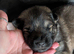 2 female left out of litter of 8 German shepherd
