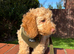 Cockerpoo