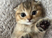 Champion bloodlines Scotish Straight/Fold Kittens. Delivery available.