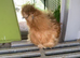 Bearded silkie hatching eggs