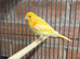 Mixed canaries for sale