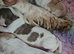 Kc show cocker spaniel