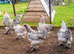 Trio Of Isabella Brahma large fowl