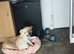 German shepherd cross boxers