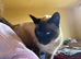MISSING CAT, DEWSBURY MOOR!