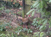 Silver Pheasant Hen