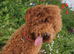 Beautiful small F1b Merle cockapoo SOLD
