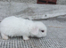 2 mini lop babies