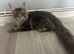 Maine coon boy