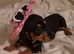 Female pup