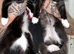 We have 7 LET TWO BOYS STILL AVAILABLE gorgeous Maine coon kittens for re homing