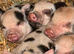 Miniature piglets
