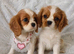 Beautiful cavalier puppies