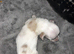 Cream dapple Miniature dachshund puppy