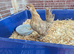 Serama pullet