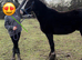 For Sale: Gentle Welsh Cob, 3 Years Old