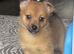 Fox face Pomeranian for sale