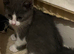 3/4 Russian blue kittens 1 little girl left