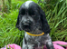 Stunning blue roan show type cocker spaniel puppies