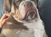 Lilac blue bulldog