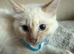 Ragdoll kittens rare blue sepia tortie & flame point 9 weeks ready now!