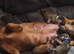 Long haired shaded cream miniature dachshunds