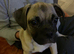 Jug male pup