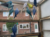 Indian Ringneck