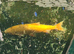 Pond fish orfes