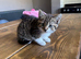 2 kittens one boy one girl