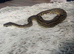 Female cinnamon ball python