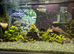 Guppy fry mix