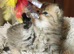 Pedigree persian kittens, white and chinchilla, goldenchinchilla
