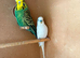 Breeding pair Budgies