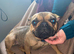 2.5 year old small type French bulldog