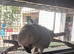 Tame African grey male