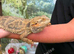 Female bearded dragon