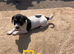 Jack Russell puppies