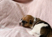 ️Beautiful Jack Russell puppies️